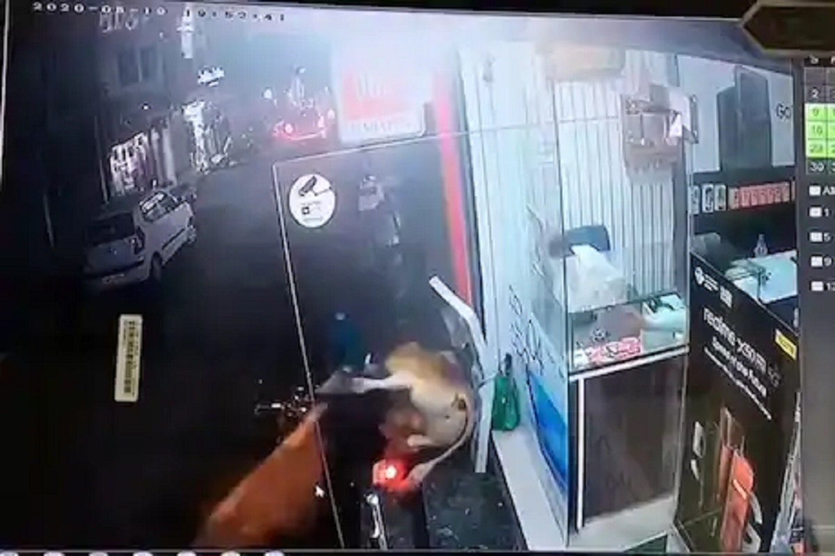 बाईक चालकासमोर अचानक भिडले दोन बैल, पुढे काय झालं पाहा VIDEO