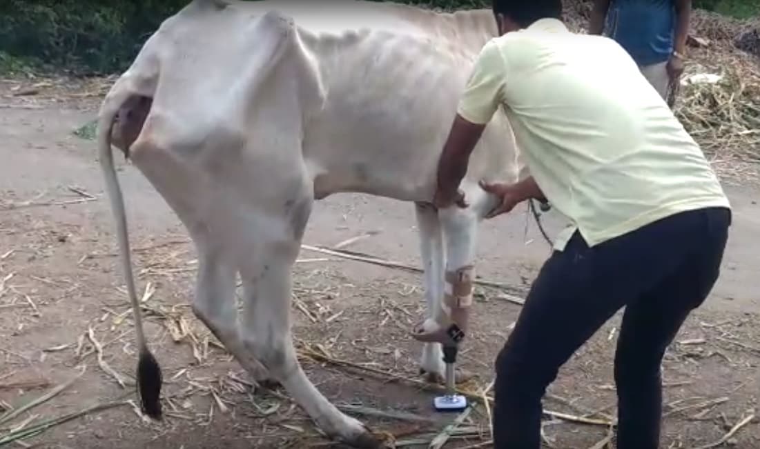 पुण्याच्या चौफुला गावातील प्राण्यांच्या शेल्टर होममधील ही अपंग गाय. तिला तीनच पाय होते. ग्रामस्थांनी तिला पुण्यातील संचेती रुग्णालयातील प्रोस्थेटीक आणि ऑर्थोटीक्स विभागातील डॉक्टरांना दाखवलं. पुण्याच्या चौफुला गावातील प्राण्यांच्या शेल्टर होममधील ही अपंग गाय. तिला तीनच पाय होते. ग्रामस्थांनी तिला पुण्यातील संचेती रुग्णालयातील प्रोस्थेटीक आणि ऑर्थोटीक्स विभागातील डॉक्टरांना दाखवलं.