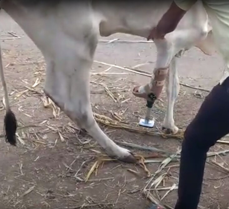 या गायीच्या उपचारासाठी पुढाकार घेणारे ग्रामस्थ अमर जगताप म्हणाले, या गायीच्या उपचारासाठी पुढाकार घेणारे ग्रामस्थ अमर जगताप म्हणाले,