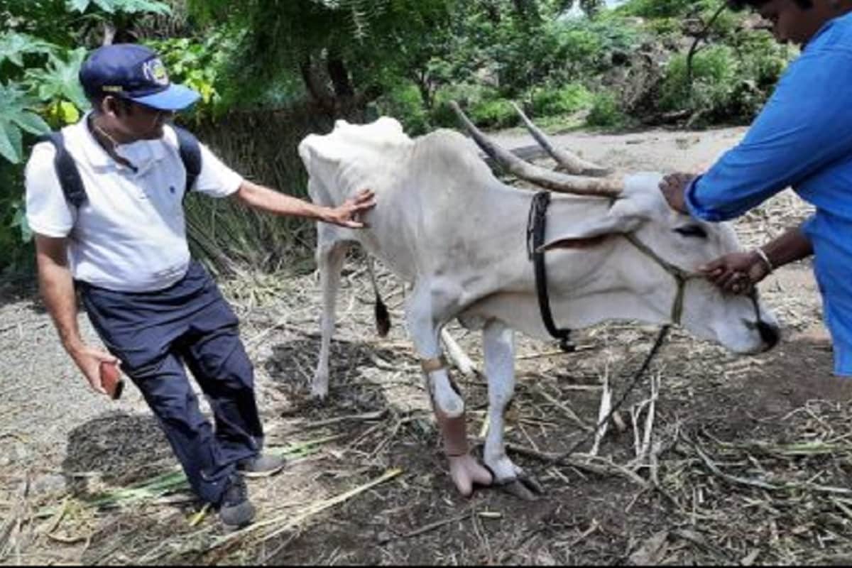 माणसांना कृत्रिम अवयव लावल्याचं आजवर आपण पाहिलं आहे, मात्र जनावरांना कृत्रिम पाय लावण्याच्या घटना आपण फारशा पाहिल्या नाहीत. अशाच एका कृत्रिम पायांमुळे पुण्यातील गाय आता आपल्या चार पायांवर उभी राहिली आहे. माणसांना कृत्रिम अवयव लावल्याचं आजवर आपण पाहिलं आहे, मात्र जनावरांना कृत्रिम पाय लावण्याच्या घटना आपण फारशा पाहिल्या नाहीत. अशाच एका कृत्रिम पायांमुळे पुण्यातील गाय आता आपल्या चार पायांवर उभी राहिली आहे.