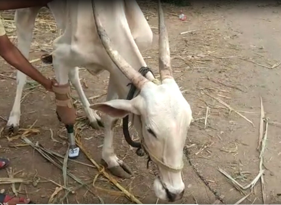 कृत्रिम पाय लावल्यावर ही गाय आता उभी राहण्यास सक्षम असून ती हळू हळू चालू शकते. मात्र कृत्रिम पायाशी जुळवून घेण्यासाठी तिला जवळपास एका महिन्याचा कालावधी लागेल, असं जैन म्हणाले. कृत्रिम पाय लावल्यावर ही गाय आता उभी राहण्यास सक्षम असून ती हळू हळू चालू शकते. मात्र कृत्रिम पायाशी जुळवून घेण्यासाठी तिला जवळपास एका महिन्याचा कालावधी लागेल, असं जैन म्हणाले.