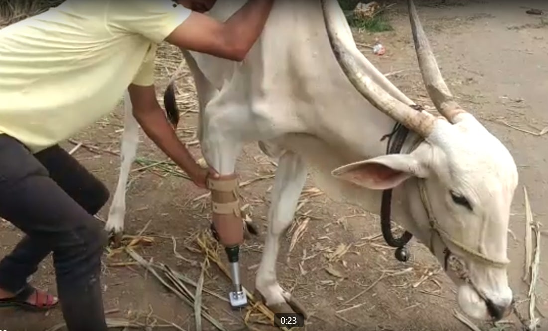 गायीसाठी कृत्रिम पाय तयार करण्यात आला आणि 2 ऑगस्ट रोजी हा कृत्रिम पाय बसवण्यात आला. त्यावर आता ती उभी राहू शकते आणि लवकरच चालूही शकणार आहे. गायीसाठी कृत्रिम पाय तयार करण्यात आला आणि 2 ऑगस्ट रोजी हा कृत्रिम पाय बसवण्यात आला. त्यावर आता ती उभी राहू शकते आणि लवकरच चालूही शकणार आहे.