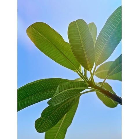 लॉकडाऊनमध्ये जास्तीत जास्त निसर्गाच्या सान्निध्यात राहण्याचा प्रयत्न करा. बागकामाची आवड असेल तर झाडं लावा. आपल्या घरच्या बगीचामध्ये काही वेळ घालवा. यामुळे तुम्हाला ऊर्जा मिळेल आणि ताण कमी होईल. (Photo - Instagram) लॉकडाऊनमध्ये जास्तीत जास्त निसर्गाच्या सान्निध्यात राहण्याचा प्रयत्न करा. बागकामाची आवड असेल तर झाडं लावा. आपल्या घरच्या बगीचामध्ये काही वेळ घालवा. यामुळे तुम्हाला ऊर्जा मिळेल आणि ताण कमी होईल. (Photo - Instagram)