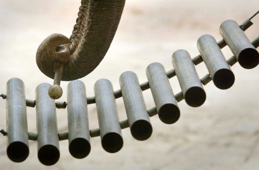 फोंग नावाचा हा बँकाँकमधील हत्ती आपल्या सोंडेनं xylophone वाजवतो आहे. लॅमपँगमधील एलिफंट कन्झर्व्हेशन सेंटरमध्ये हत्तींचं ऑर्केस्ट्रा आयोजित करण्यात आला होता, तेव्हा या हत्तीने आपलं कौशल्य दाखवलं. (Image: Reuters) फोंग नावाचा हा बँकाँकमधील हत्ती आपल्या सोंडेनं xylophone वाजवतो आहे. लॅमपँगमधील एलिफंट कन्झर्व्हेशन सेंटरमध्ये हत्तींचं ऑर्केस्ट्रा आयोजित करण्यात आला होता, तेव्हा या हत्तीने आपलं कौशल्य दाखवलं. (Image: Reuters)