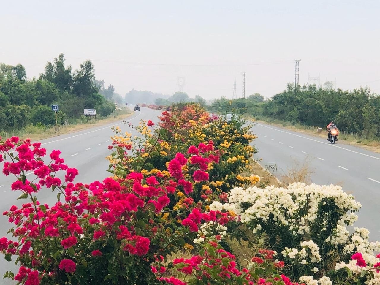 एरवी ट्रॅफिक पाहायला मिळणाऱ्या या हायवेच्या डिव्हायडरवर फुललेल्या पांढऱ्या, गुलाबी, पिवळ्या फुलांनी सर्वांंच लक्ष वेधून घेतलं. एरवी ट्रॅफिक पाहायला मिळणाऱ्या या हायवेच्या डिव्हायडरवर फुललेल्या पांढऱ्या, गुलाबी, पिवळ्या फुलांनी सर्वांंच लक्ष वेधून घेतलं.