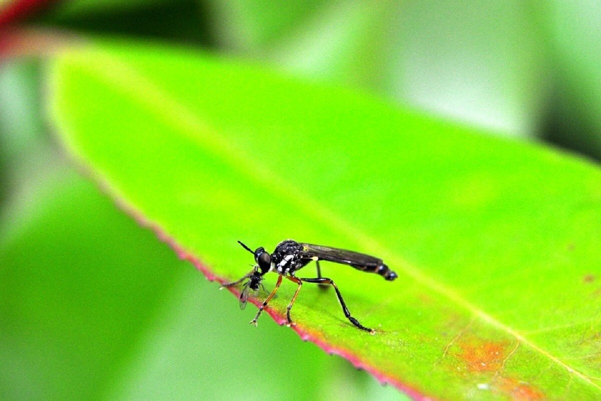 मानवी इतिहासाआधीपासूनच डास अस्तित्वात असल्याचं सांगितलं जातं. जगात डासांचं अस्तित्व जवळपास 20 कोटी वर्षांपासून असल्याचं मानलं जातं. मानवी इतिहासाआधीपासूनच डास अस्तित्वात असल्याचं सांगितलं जातं. जगात डासांचं अस्तित्व जवळपास 20 कोटी वर्षांपासून असल्याचं मानलं जातं.