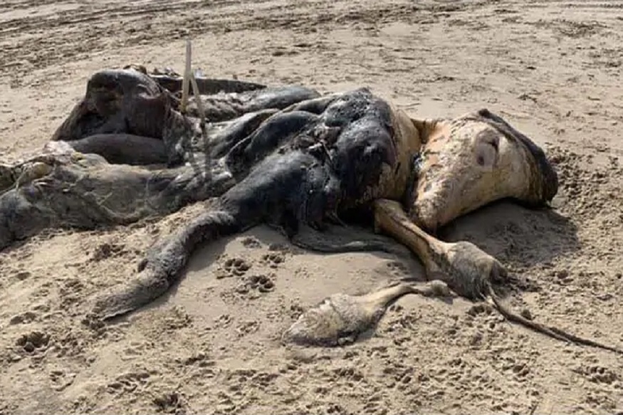 समुद्र किनाऱ्यावर सापडला 15 फूटी लांब मृतदेह, रहस्यमय PHOTO पाहून लोक हादरले
