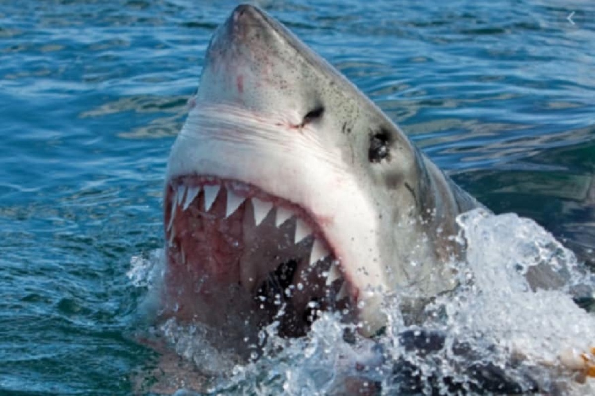 नवरा असावा तर असा! शार्कच्या जबडयात होता पत्नीचा पाय, नवऱ्यानं पाण्यात मारली उडी आणि...; पाहा VIDEO