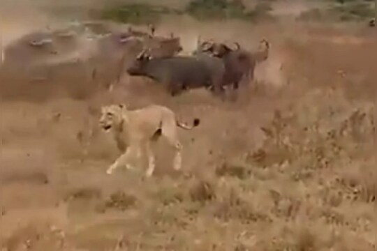 म्हशींनी दाखवली ताकद, सिंहाच्या कळपावर असा केला हल्ला की... पाहा VIDEO