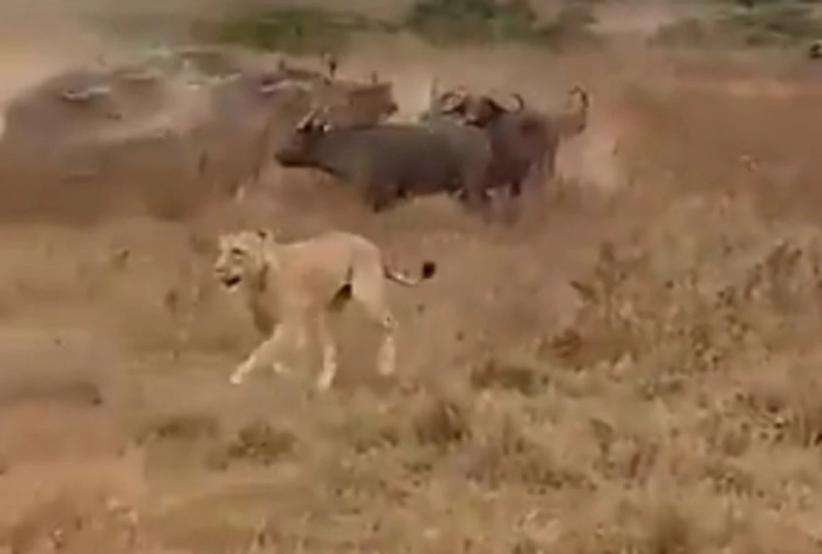 म्हशींनी दाखवली ताकद, सिंहाच्या कळपावर असा केला हल्ला की... पाहा VIDEO