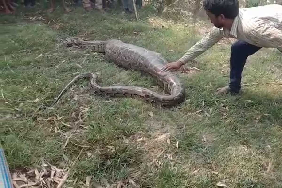 12 फूट लांब अजगरानं नीलगायीचं वासरू एका फटक्यात गिळल्याचं समोर आलं आहे. ऊसाच्या शेतात हा धक्कादायक प्रकार समोर आला आहे. (Source: News18) 12 फूट लांब अजगरानं नीलगायीचं वासरू एका फटक्यात गिळल्याचं समोर आलं आहे. ऊसाच्या शेतात हा धक्कादायक प्रकार समोर आला आहे. (Source: News18)