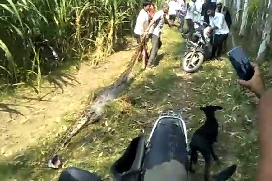 उत्तर प्रदेशातील अमरोहा जिल्ह्यातील मालीपुरा गावात हा प्रकार समोर आला आहे. शेताच्या मधोमध नीलगायीच्या वासराची शिकार करताना शेतकऱ्याच्या मुलीनं पाहिलं. (Source: News18) उत्तर प्रदेशातील अमरोहा जिल्ह्यातील मालीपुरा गावात हा प्रकार समोर आला आहे. शेताच्या मधोमध नीलगायीच्या वासराची शिकार करताना शेतकऱ्याच्या मुलीनं पाहिलं. (Source: News18)
