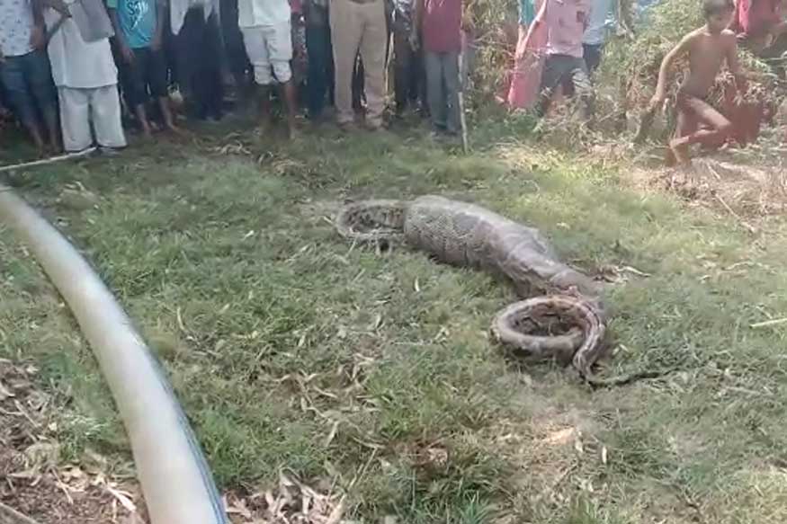 या तरुणीनं गावातील नागरिकांना माहिती देईपर्यंत या अजगरानं वासराला संपूर्ण गिळंकृत केलं होतं. याची माहिती वन विभागाला देऊनही त्यांची टीम घटनास्थळी पोहोचण्यास उशीर झाला. (Source: News18) या तरुणीनं गावातील नागरिकांना माहिती देईपर्यंत या अजगरानं वासराला संपूर्ण गिळंकृत केलं होतं. याची माहिती वन विभागाला देऊनही त्यांची टीम घटनास्थळी पोहोचण्यास उशीर झाला. (Source: News18)