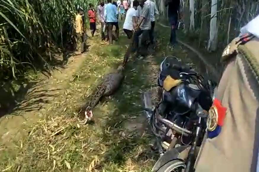 संतापलेल्या स्थानिकांनी पोलिसांच्या डोळ्यादेखत या अजगराची शेपटी धरून त्याला ओढत शेताबाहेर आणलं. यामध्ये अजगराचा मृत्यू झाला आणि स्थानिकांनी एक खड्डा खोदून त्यामध्ये अजगराला त्यामध्ये पुरलं. (Source: News18) संतापलेल्या स्थानिकांनी पोलिसांच्या डोळ्यादेखत या अजगराची शेपटी धरून त्याला ओढत शेताबाहेर आणलं. यामध्ये अजगराचा मृत्यू झाला आणि स्थानिकांनी एक खड्डा खोदून त्यामध्ये अजगराला त्यामध्ये पुरलं. (Source: News18)