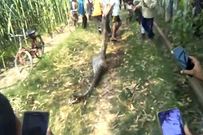 शनिवारी दुपारी शेतकरी देवदत्ता खडगवंशी यांच्या दोन मुली शेतात गेल्या होत्या. तिथे त्यांनी अजगराला गायीची शिकार करताना पाहिलं. त्यातली एकजण अजगराला पाहून बेशुद्ध पडली तर दुसरीनं गावात जाऊन सगळ्यांना याची माहिती दिली. (Source: News18)