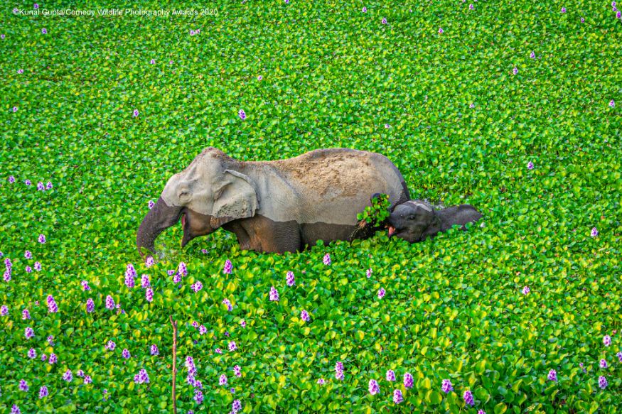 शेतात मस्ती करताना हत्तीणी आणि तिचं बाळ (Image: Kunal Gupta/Comedy Wildlife Photo Awards 2020) शेतात मस्ती करताना हत्तीणी आणि तिचं बाळ (Image: Kunal Gupta/Comedy Wildlife Photo Awards 2020)
