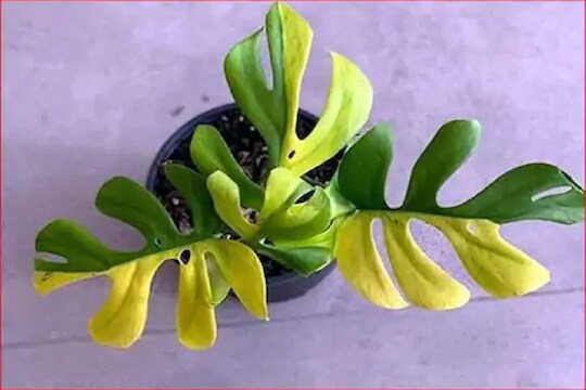 OMG! 4 लाख रुपयांचं इवलंसं रोपटं; खरेदीसाठीही ग्राहकांची भली मोठी लिस्ट