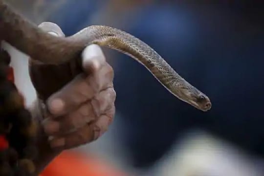 बापरे! कार चालवताना Glove Box मधून बाहेर आला भलामोठा साप; मग काय झालं पाहा VIDEO