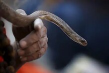 बापरे! ठणठणीत राहण्यासाठी इथं लोक चक्क पितात विषारी सापाचं रक्त बापरे! ठणठणीत राहण्यासाठी इथं लोक चक्क पितात विषारी सापाचं रक्त