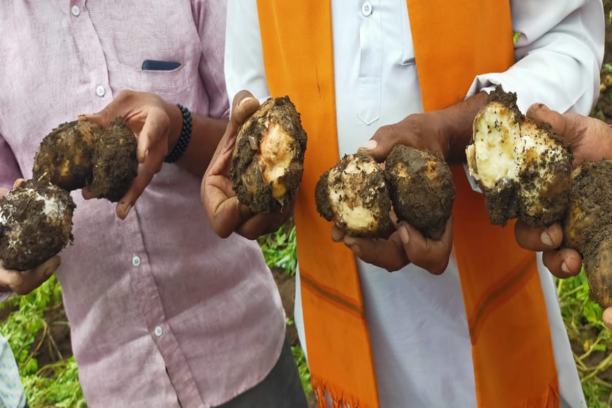 पुणे जिल्ह्यातील आंबेगाव तालुक्यातील बटाटा पिकाचे आगार असलेल्या सातगाव पठार भागात मागील 8 दिवस सातत्याने वळवाचा मुसळधार पाऊस होत असून जमिनीत गाळ आणि ओलसरपणा वाढून बटाटा शेतातच सडू लागला आहे. अनेक शेतकऱ्यांनी बटाटे काढायला सुरूवात केली आहे. मात्र, शेतामध्ये ओलसरपणा वाढल्याने ट्रॅक्टर किंवा बैल जोडीने बटाटे काढता येत नाही. यामुळे मजुरांकडून लाकडी काठीने बटाटे काढावे लागत आहेत त्यामुळे बटाटा काढणी खर्चात मोठी वाढ झाली आहे. पुणे जिल्ह्यातील आंबेगाव तालुक्यातील बटाटा पिकाचे आगार असलेल्या सातगाव पठार भागात मागील 8 दिवस सातत्याने वळवाचा मुसळधार पाऊस होत असून जमिनीत गाळ आणि ओलसरपणा वाढून बटाटा शेतातच सडू लागला आहे. अनेक शेतकऱ्यांनी बटाटे काढायला सुरूवात केली आहे. मात्र, शेतामध्ये ओलसरपणा वाढल्याने ट्रॅक्टर किंवा बैल जोडीने बटाटे काढता येत नाही. यामुळे मजुरांकडून लाकडी काठीने बटाटे काढावे लागत आहेत त्यामुळे बटाटा काढणी खर्चात मोठी वाढ झाली आहे.