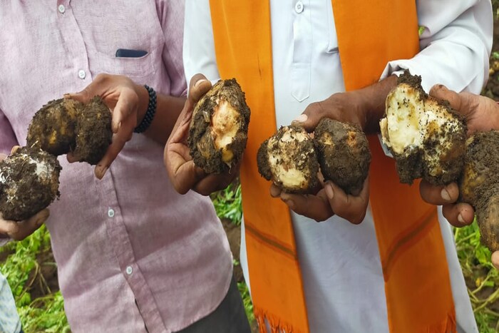  पुणे जिल्ह्यातील आंबेगाव तालुक्यातील बटाटा पिकाचे आगार असलेल्या सातगाव पठार भागात मागील 8 दिवस सातत्याने वळवाचा मुसळधार पाऊस होत असून जमिनीत गाळ आणि ओलसरपणा वाढून बटाटा शेतातच सडू लागला आहे. अनेक शेतकऱ्यांनी बटाटे काढायला सुरूवात केली आहे. मात्र, शेतामध्ये ओलसरपणा वाढल्याने ट्रॅक्टर किंवा बैल जोडीने बटाटे काढता येत नाही. यामुळे मजुरांकडून लाकडी काठीने बटाटे काढावे लागत आहेत त्यामुळे बटाटा काढणी खर्चात मोठी वाढ झाली आहे.