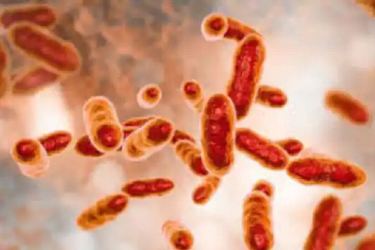 अरे देवा! कोरोनाव्हायरसनंतर आता Brucella Bacteria चा कहर; हजारो लोक ...