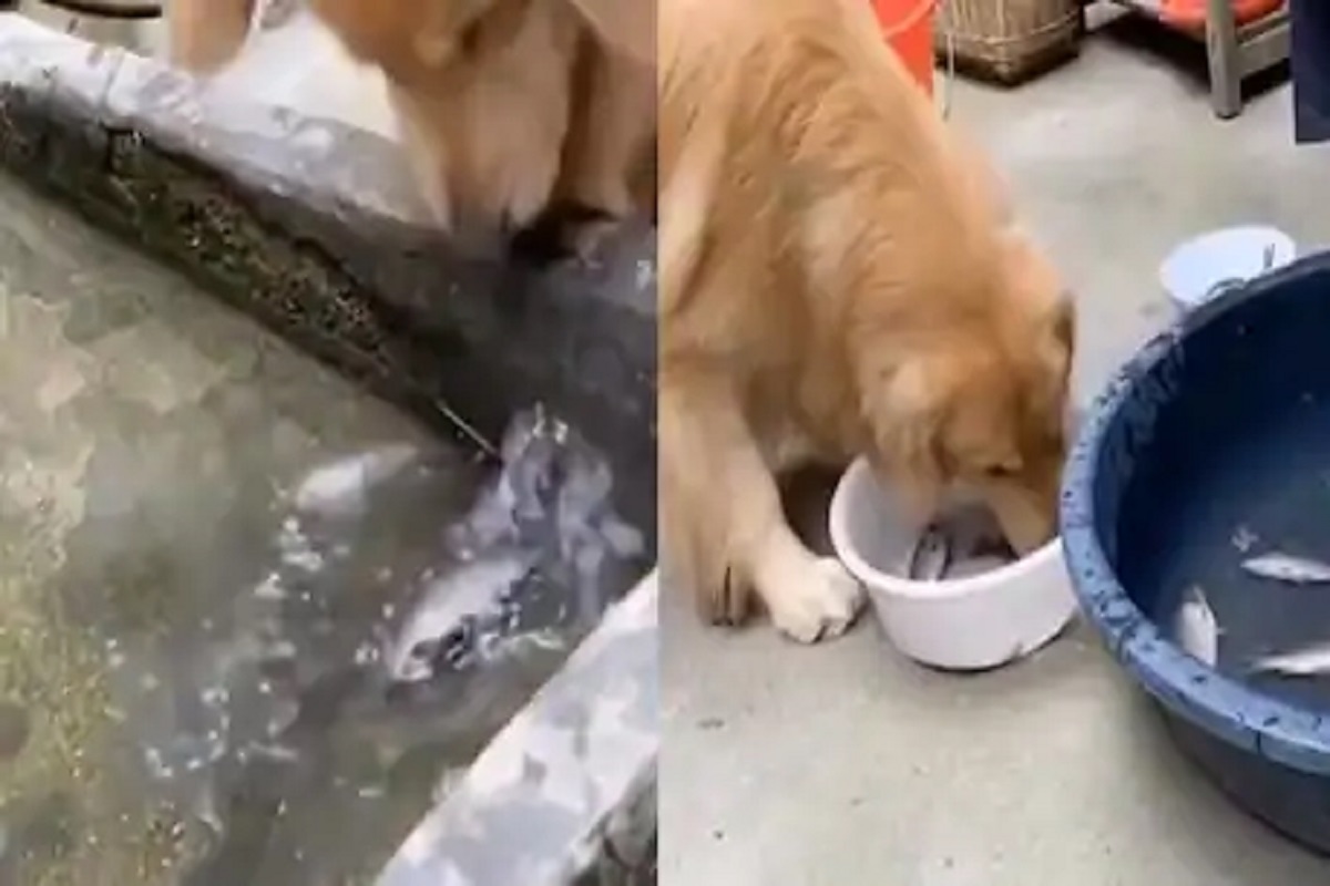 ...अन् कुत्र्याने वाचवला माशाचा जीव; विश्वास बसत नाही तर मग पाहा VIDEO