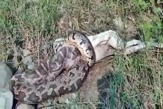 महाकाय अजगरानं श्वानाला गिळलं, शिकारीचा थरारक VIDEO VIRAL