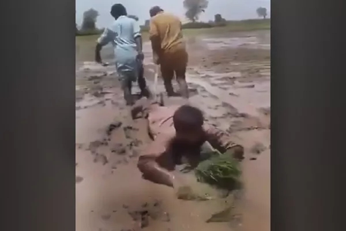 अशी पेरणी तुम्ही कधीच पाहिली नसेल! शेतकऱ्यानं केलेल्या जुगाडाचा VIDEO VIRAL