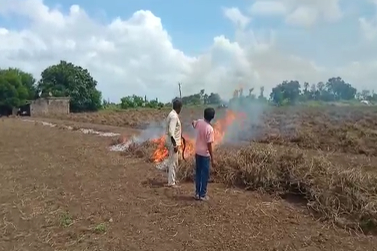 सांगा कसं जगायचं? गुजरातमध्ये शेतकऱ्याने भुईमुंगाच्या पिकाला लावली आग, पाहा हा VIDEO