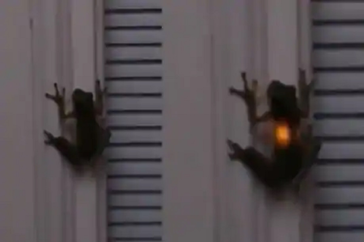 ...आणि भिंतीवर चिकटलेल्या बेडकाच्या पोटात अचानक पेटली लाइट, VIDEO पाहून व्हाल हैराण