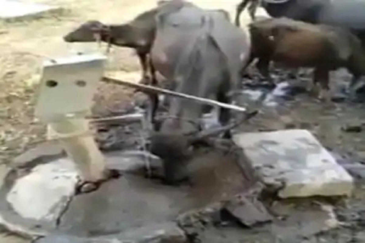 तहानलेल्या म्हशीनं असा चालवला हॅण्डपंप, VIDEO पाहून म्हणाल क्सा बात है!