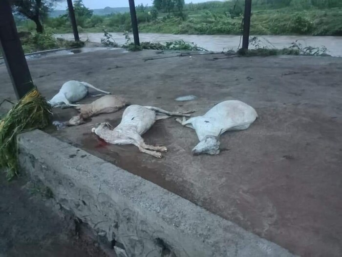 जनावरांचं नुकसान झाल्यामुळे शेतकऱ्यावर मोठं संकट ओढावलं आहे.