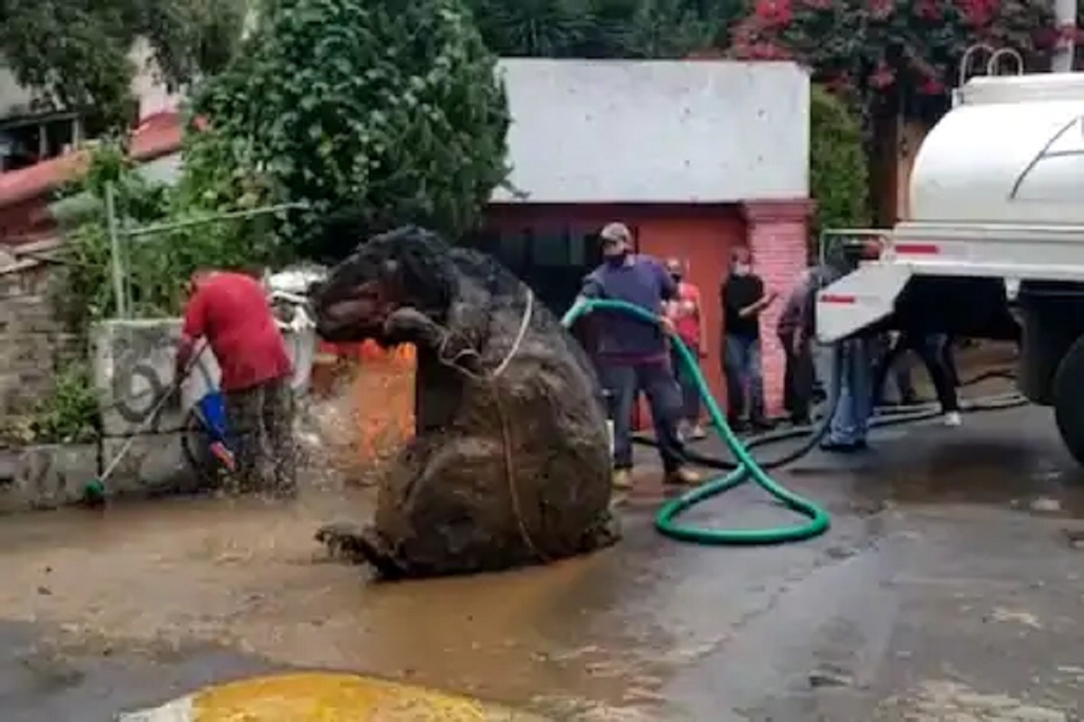अबब! नालेसफाई करताना सापडला भलामोठा उंदीर, VIDEO पाहून व्हाल हैराण