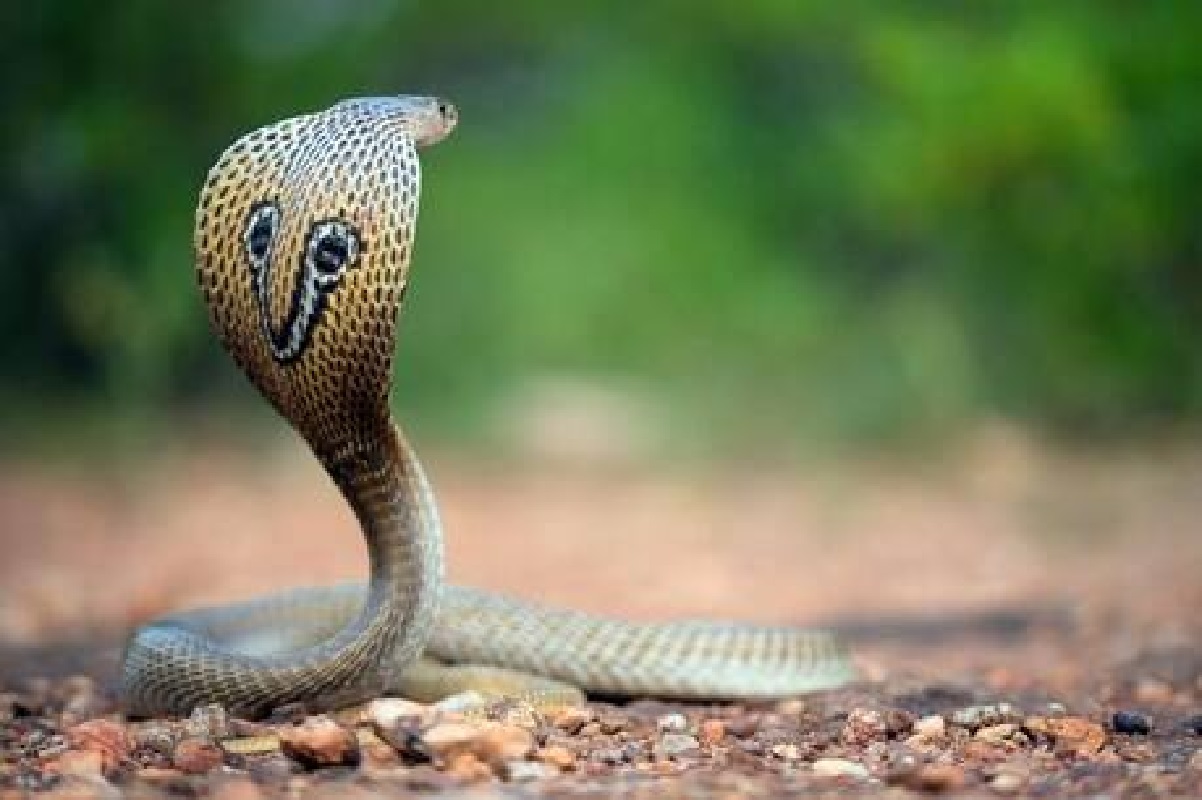 नागाच्या दमदार एन्ट्रीमुळे ट्रॅफिक जाम; महामार्गावर वाहनांच्या लांब रांगा, पाहा VIDEO
