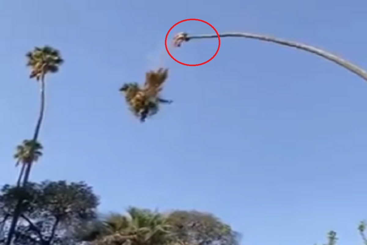 त्याच झाडावर बसून कापत होता झाडाचा शेंडा आणि..., बंजी जंपिंगपेक्षाही भीतीदायक VIDEO VIRAL