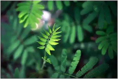 पायथोकेमिकल रोपट्याचं मूळ, खोड, पानं, फळं आणि इतर भागांवर असलेलं रासायनिक तत्वं आहे. हे तत्वं रासायनिक प्रक्रिया करून काढून नंतर ते वापरता येऊ शकतं. पायथोकेमिकल रोपट्याचं मूळ, खोड, पानं, फळं आणि इतर भागांवर असलेलं रासायनिक तत्वं आहे. हे तत्वं रासायनिक प्रक्रिया करून काढून नंतर ते वापरता येऊ शकतं.