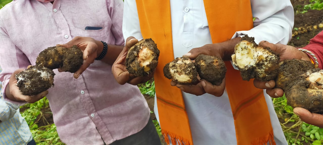 तर मुंबई ,पुणे येथील मार्केट व खाजगी कंपन्या यांच्याकडून 225 दरम्यान प्रति 10 किलोस बाजारभाव दिला जातो. मात्र, या वर्षी बटाटा पिकाचे गळीत कमी असल्यामुळे हा बाजार भाव सुद्धा शेतकरी वर्गाला परवडत नाही बाजार भावा अभावी येथील शेतकरी अडचणीत आला आहे. तर मुंबई ,पुणे येथील मार्केट व खाजगी कंपन्या यांच्याकडून 225 दरम्यान प्रति 10 किलोस बाजारभाव दिला जातो. मात्र, या वर्षी बटाटा पिकाचे गळीत कमी असल्यामुळे हा बाजार भाव सुद्धा शेतकरी वर्गाला परवडत नाही बाजार भावा अभावी येथील शेतकरी अडचणीत आला आहे.