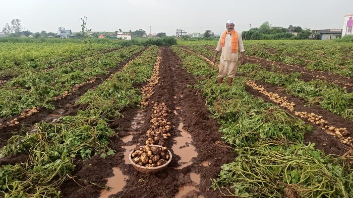 यंदा या परिसरात साडेसहा हजार एकर शेती क्षेत्रात बटाटा लागवड झाली.आता पीक काढणी योग्य झाले असून पाऊस झाल्याने बटाटे वेळेत काढले नाही तर सडून जाण्याचा धोका निर्माण झाल्याने बटाटा काढणी सुरू झाली. मात्र, काढनी केलेले बटाटे पावसामुळे शेतात सुडू लागले आहे.