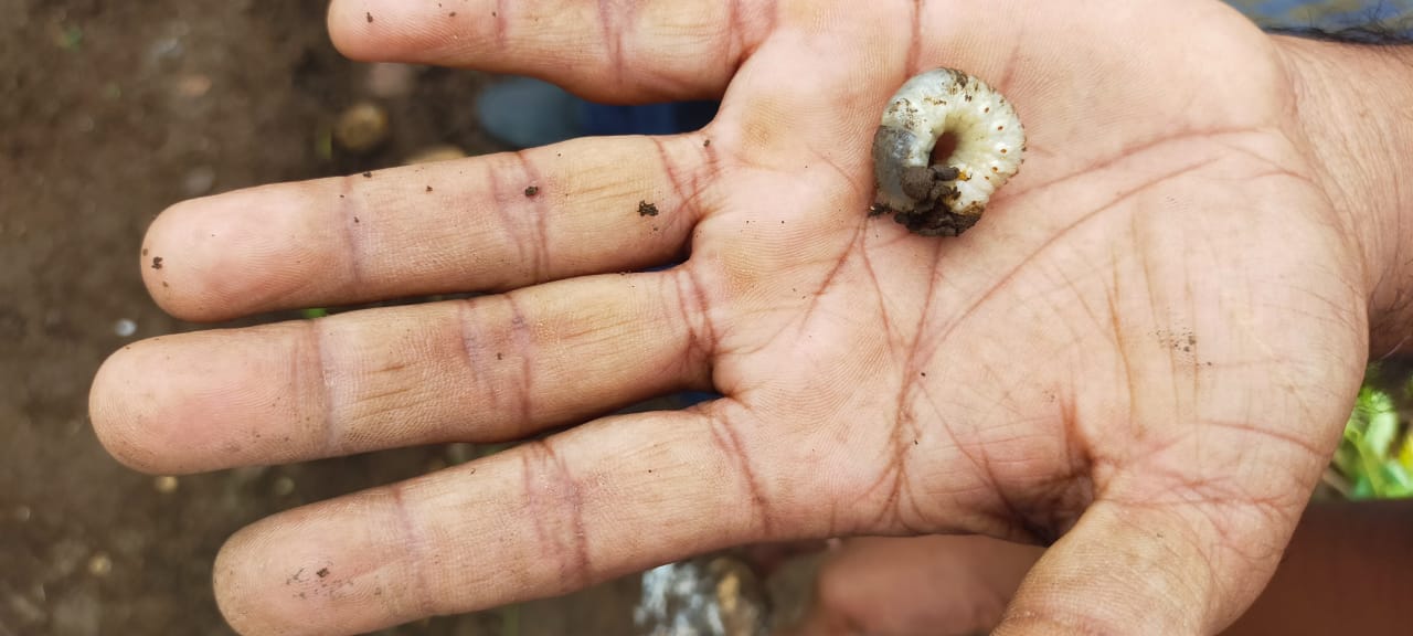 यावर्षी सुरुवातीला लागवडीच्या वेळी कमी पाऊस झाल्यामुळे बटाटा पिकाला गळीत कमी आहे. कोरोना संसर्गजन्य आजार या पार्श्वभूमीवर अनेक शेतकऱ्यांनी बटाटा पिकाकडे पाठ फिरवली होती. यामुळे बटाटा उत्पादन प्रचंड प्रमाणात घटण्याची शक्यता आहे. यावर्षी सुरुवातीला लागवडीच्या वेळी कमी पाऊस झाल्यामुळे बटाटा पिकाला गळीत कमी आहे. कोरोना संसर्गजन्य आजार या पार्श्वभूमीवर अनेक शेतकऱ्यांनी बटाटा पिकाकडे पाठ फिरवली होती. यामुळे बटाटा उत्पादन प्रचंड प्रमाणात घटण्याची शक्यता आहे.
