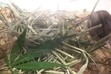 भुकेलेल्या उंदारानं गांजाची खाल्ली पानं, पुढे काय झालं पाहा PHOTOS भुकेलेल्या उंदारानं गांजाची खाल्ली पानं, पुढे काय झालं पाहा PHOTOS