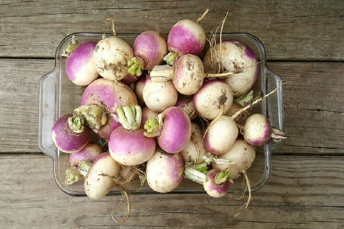 भूकेसह डोळ्यांची दृष्टी वाढवतं सलगम कंद; जाणून घ्या याचे आणखी फायदे