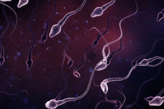 Sperm ची संख्या आणि गुणवत्ता वाढवण्यासाठी घरगुती उपाय