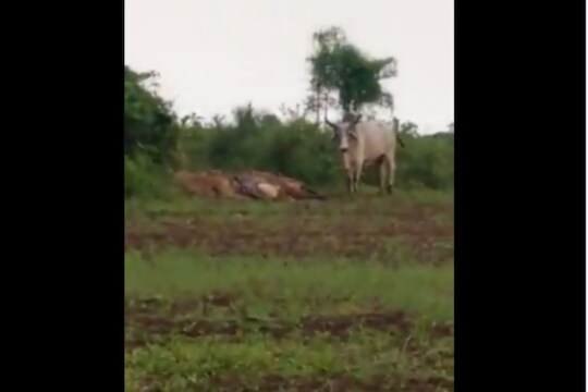 वा रे गड्या! वाघालाही घाबरला नाही बैल; गायीचे लचके तोडताना शेजारीच होता उभा, पाहा VIDEO