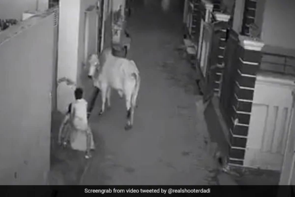 Viral Video : आजीचे प्राण वाचविण्यासाठी लहानग्याने केला उधळलेल्या वळूशी मुकाबला, 'शूटर दादी' म्हणाली...