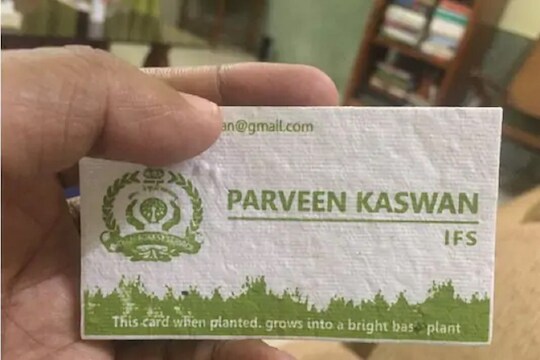 बियांची नाही गरज फक्त हे VISITING CARD मातीत लावल्यावर उगवणार तुळस