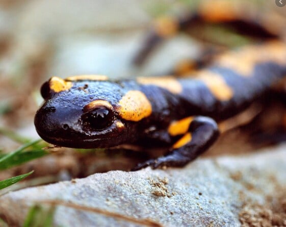 या सगळ्या प्राण्यांमध्ये आघाडीवर आहे Chinese giant salamander. एकेकाळी संपूर्ण चीनमध्ये आढळणारा हा प्राणी लुप्त होण्याच्या मार्गावर आहे. पालींच्या प्रजातीतील हा प्राणी उभयचरआहे. चीनमध्ये याचे मांस सर्वात जास्त आवडीने खाल्ले जाते. 1960 पर्यंत या प्राण्यांची संख्या 80 टक्क्यांनी कमी झाली आहे. सध्या काळ्या बाजारात या प्राण्याचे मांस विकत घ्यावे लागते. फोटो (needpix) या सगळ्या प्राण्यांमध्ये आघाडीवर आहे Chinese giant salamander. एकेकाळी संपूर्ण चीनमध्ये आढळणारा हा प्राणी लुप्त होण्याच्या मार्गावर आहे. पालींच्या प्रजातीतील हा प्राणी उभयचरआहे. चीनमध्ये याचे मांस सर्वात जास्त आवडीने खाल्ले जाते. 1960 पर्यंत या प्राण्यांची संख्या 80 टक्क्यांनी कमी झाली आहे. सध्या काळ्या बाजारात या प्राण्याचे मांस विकत घ्यावे लागते. फोटो (needpix)