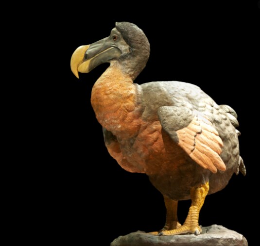 Dodo हीदेखील पक्षांमधील एक प्रजाती आहे. हा पक्षी उडू शकत नाही. टर्कीसारखा दिसणारा हा पक्षी देखील लुप्त होण्याच्या मार्गावर आहे. 1507 मध्ये पोर्तुगीजांनी या पक्षाला खाण्यास सुरुवात केली. त्यानंतर 1681 मध्ये या शेवटच्या पक्ष्याला देखील मारण्यात आले. आता केवळ संग्रहालयामध्ये त्याचे अवशेष पाहायला मिळतात. Dodo हीदेखील पक्षांमधील एक प्रजाती आहे. हा पक्षी उडू शकत नाही. टर्कीसारखा दिसणारा हा पक्षी देखील लुप्त होण्याच्या मार्गावर आहे. 1507 मध्ये पोर्तुगीजांनी या पक्षाला खाण्यास सुरुवात केली. त्यानंतर 1681 मध्ये या शेवटच्या पक्ष्याला देखील मारण्यात आले. आता केवळ संग्रहालयामध्ये त्याचे अवशेष पाहायला मिळतात.
