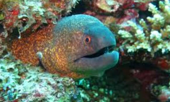 European eel : संपूर्ण युरोपमध्ये या जातीचा हा प्रसिद्ध मासा आहे. अटलांटिक सागरामधील पाण्यातून हे मासे ताज्या पाण्यात जातात. त्यानंतर यांची पूर्ण वाढ झाल्यानंतर परत अटलांटिकमध्ये येतात. सध्या या माशांना पकडण्यावर बंदी घालण्यात आली असून हे देखील लुप्त होण्याच्या मार्गावर आहेत. फोटो (pxhere) European eel : संपूर्ण युरोपमध्ये या जातीचा हा प्रसिद्ध मासा आहे. अटलांटिक सागरामधील पाण्यातून हे मासे ताज्या पाण्यात जातात. त्यानंतर यांची पूर्ण वाढ झाल्यानंतर परत अटलांटिकमध्ये येतात. सध्या या माशांना पकडण्यावर बंदी घालण्यात आली असून हे देखील लुप्त होण्याच्या मार्गावर आहेत. फोटो (pxhere)