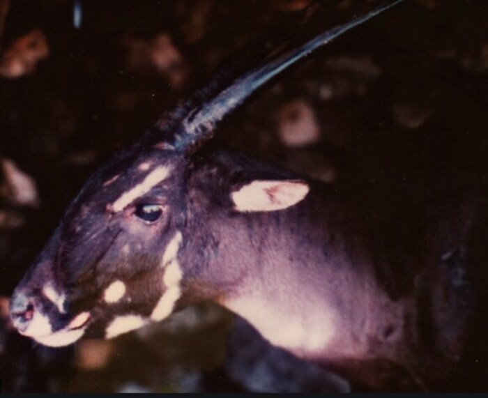 Saola : हरणासारखा दिसणारा हा प्राणी देखील लुप्त होण्याच्या मार्गावर आहे. लाओस आणि व्हिएतनाममध्ये हा प्राणी आढळून येतो. स्थानिक नागरिक याला म्हशीच्या श्रेणीमध्ये मोजत असून सध्या जगभरात यांची संख्या केवळ 30 इतकीच आहे. फोटो (flickr)